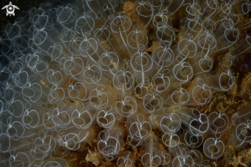 A Tunicate