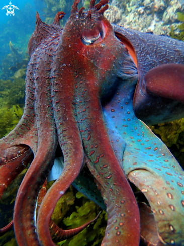 A Australian giant cuttlefish