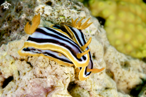 A Pyjama Chromodorid | Chromodoris Quadricolor