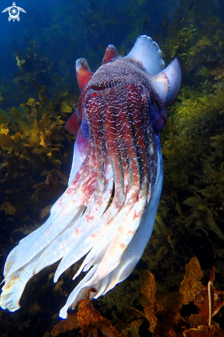 A Sepia apama | Australian giant cuttlefish