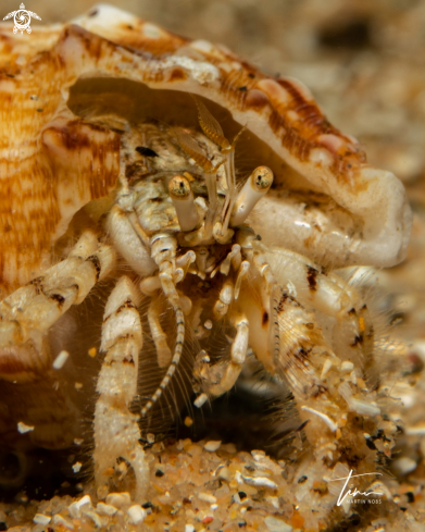 A Diogenes pugilator | Hermit crab