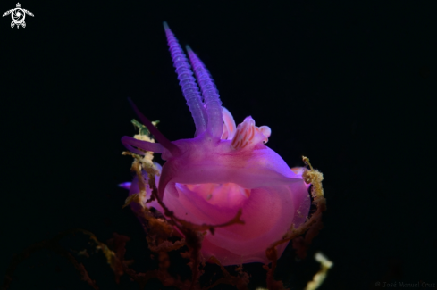 A Flabellina affinis | Nudibranch