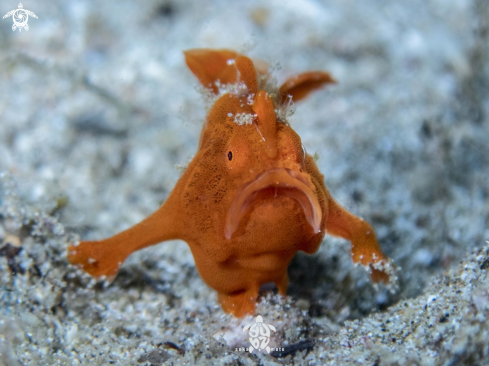 A Frogfish