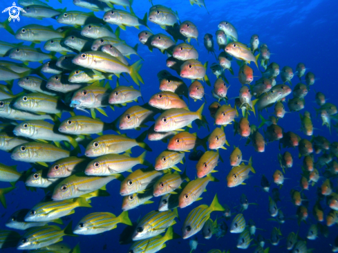 A Yellowfin goatfish