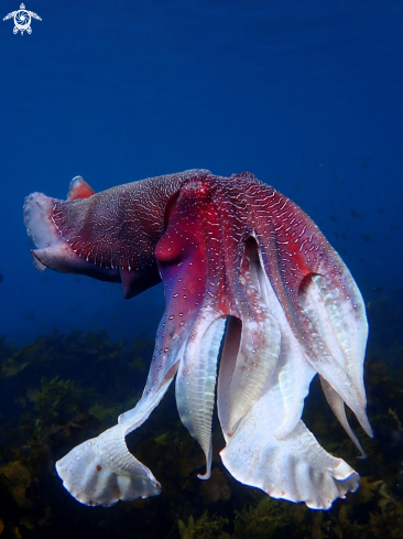 A Sepia apama | Australian giant cuttlefish