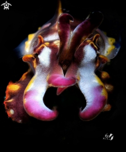 A Flamboyant cuttlefish 