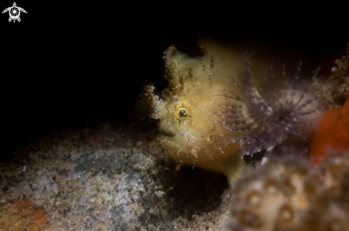 A Ocellated frogfish