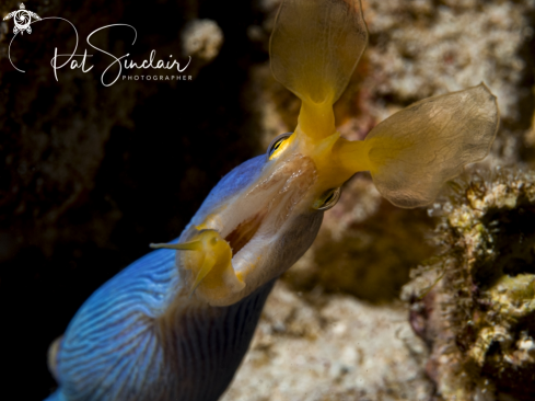 A Ribbon Eel (male)