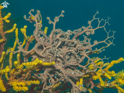 A Basket star