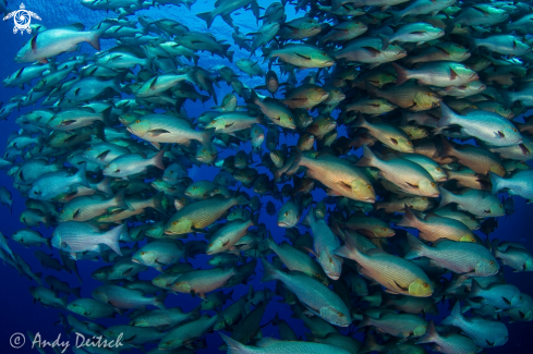 A Lutjanus bohar | Bohar, Two-Spot or Red Snapper