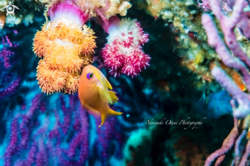 A Pseudanthias squamipinnis (Peters, 1855) | Sea Goldie