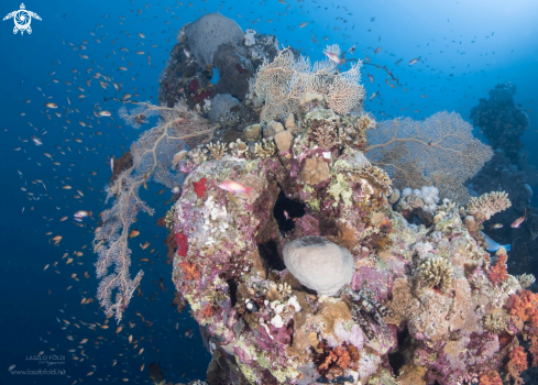 A Red Sea reef scene