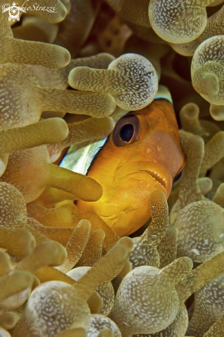 A Anemone fish