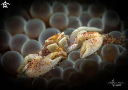 A Neopetrolisthes maculatus (H Milne Edwards, 1837 [in H Milne Edwards, 1834-1840])  | Porcelain Crab