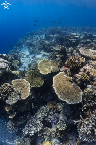 A Acropora