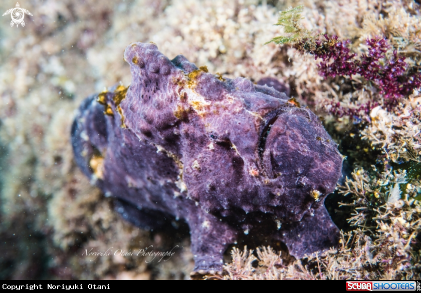 A  Commerson's frogfish