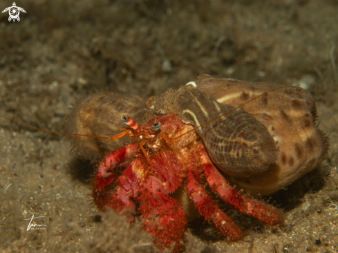 A Red Hermit crab