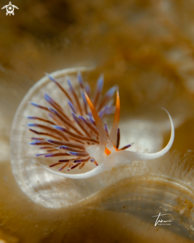 A Cratena peregrina