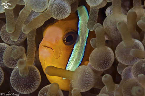 A Anemone fish