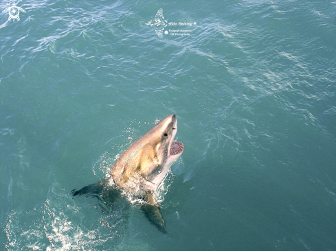 A Carcharodon carcharias (Linnaeus, 1758) | White Shark