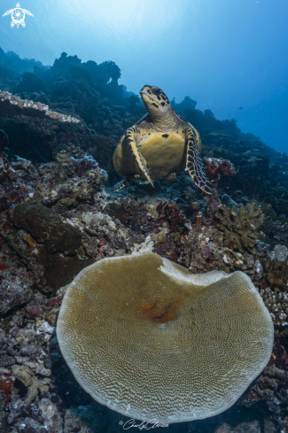 A Eretmochelys imbricata | Hawksbill Turtle