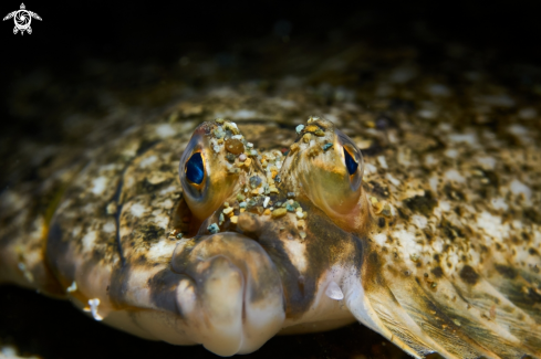 A Pleuronectes quadrituberculatus Pallas, 1814  | FISH