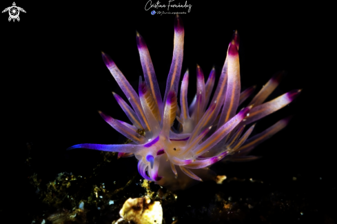 A Coryphellina sp. | Nudibranch