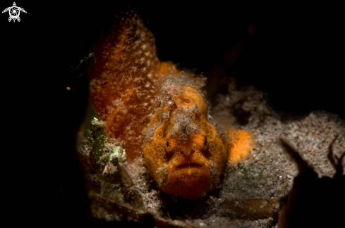 A Painted frogfish