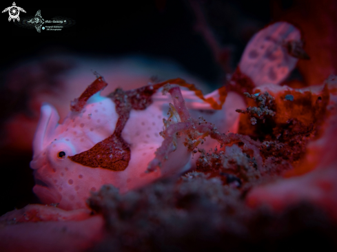 A Warty Frogfish