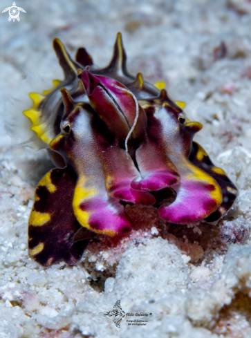 A Metasepia pfefferi (Hoyle, 1885)  | Flamboyant Cuttlefish