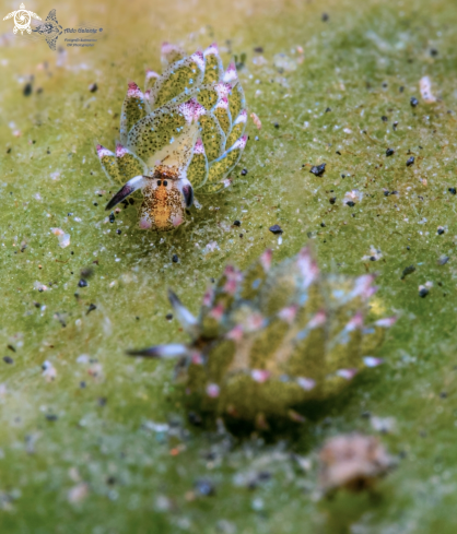 A Costasiella kuroshimae (Ichikawa, 1993) | Leaf Sheep