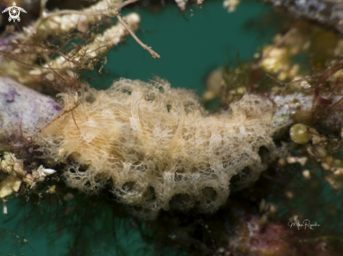 A Tufted Nudibranch