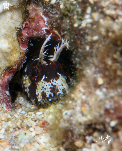 A Horned blenny 