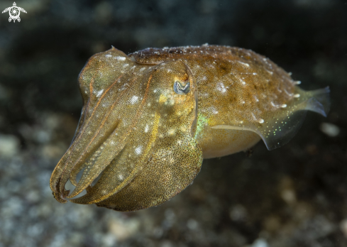 A Sepia officinalis | Common Cuttlefish
