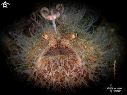 A Hairy Frogfish