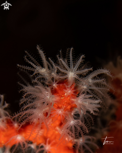 A Corallium rubrum