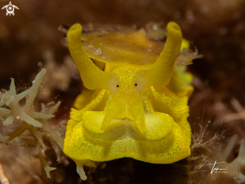 A Yellow Umbrella Slug
