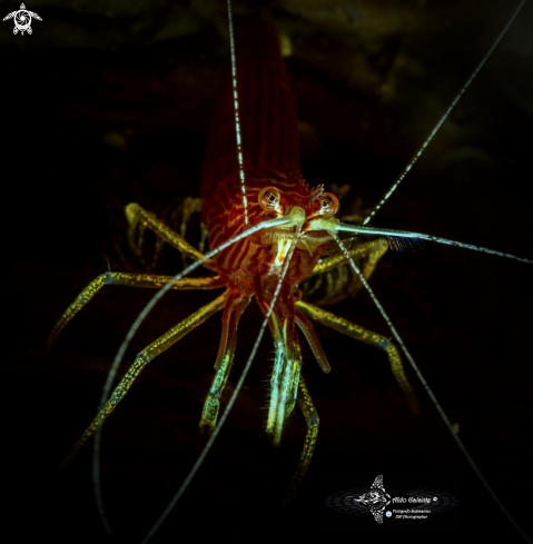 A Lysmatella prima (Borradaile, 1915) | Red Striped Cleaner Shrimp