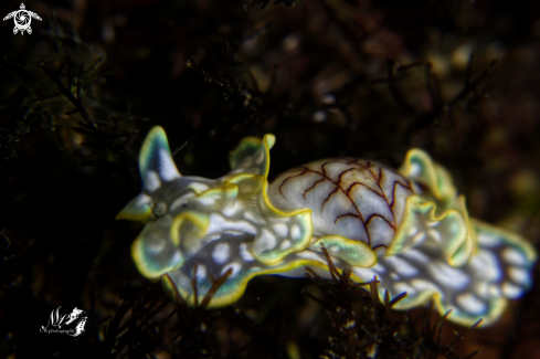 A Micromelo undatus | Bubble snail