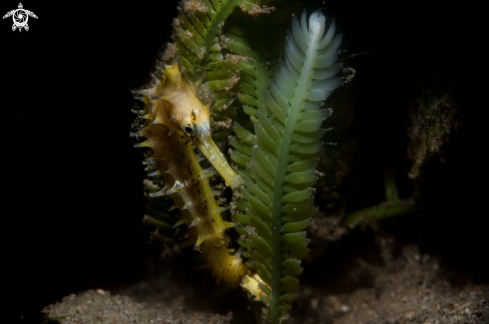 A Hippocampus histrix | Thorny Seahorse