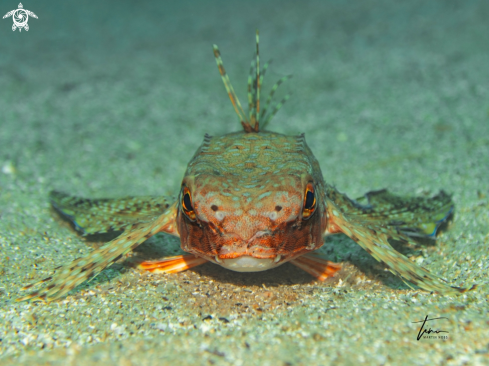 A Flying Gurnard