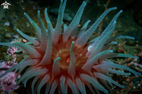 A Cnidopus japonicus | ANEMONE