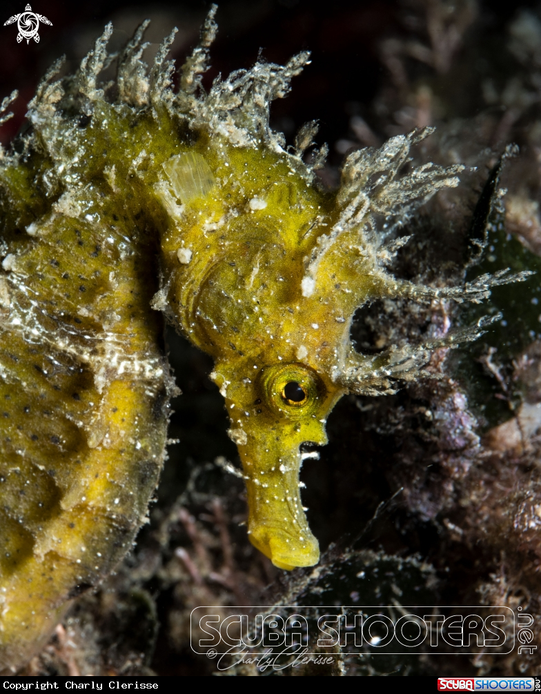 A Long snouted Seahorse