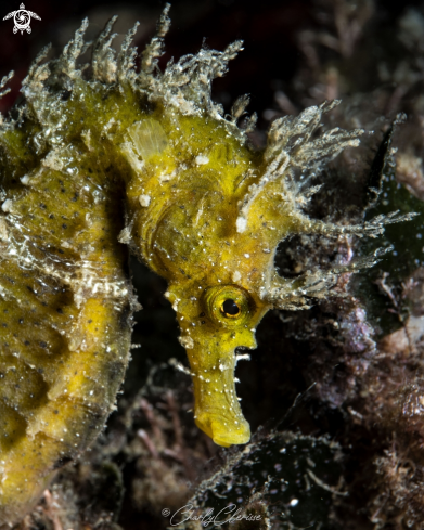 A Long snouted Seahorse