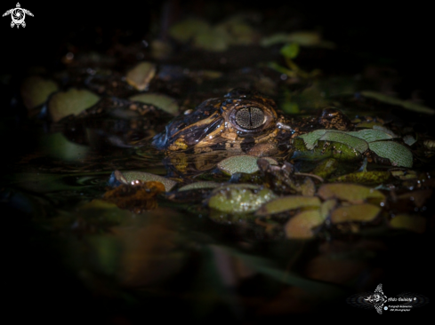 A Caiman yacare (Daudin, 1802) | Black Yacaré 