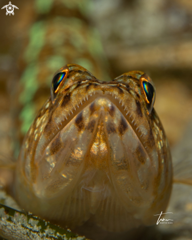 A Lizard fish