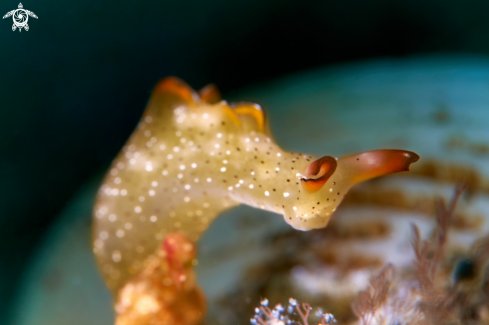 A Elysia marginata. | NUDIBRANCH