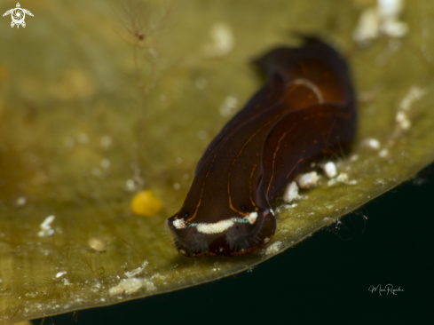 A Cuban Aglaja