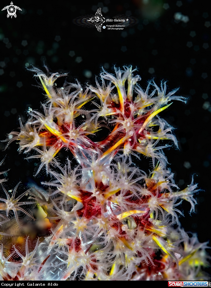A Soft Coral