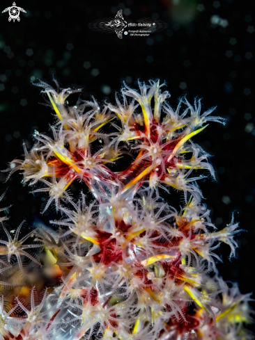 A Soft Coral